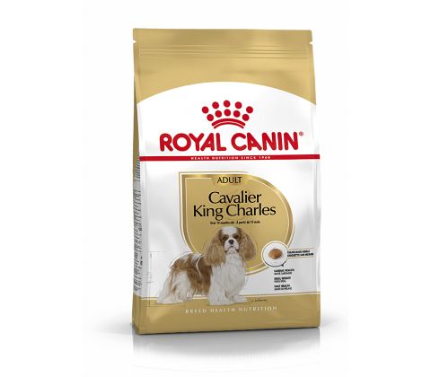 Cavalier King Charles Adult