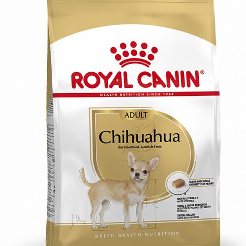 Chihuahua Adult