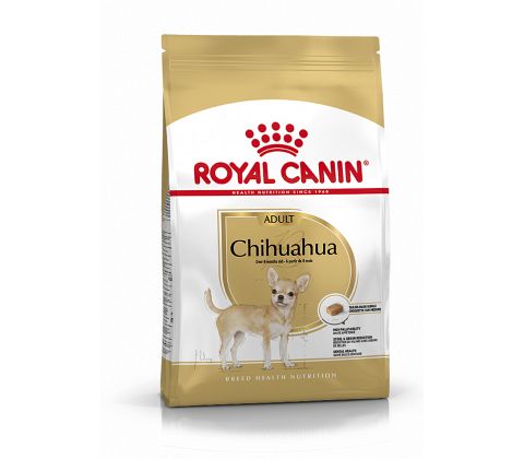 Chihuahua Adult
