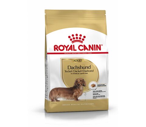 Dachshund Adult