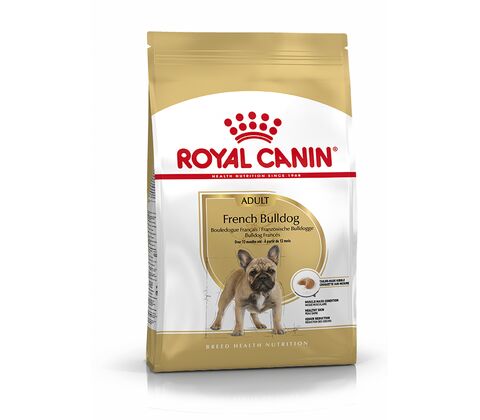 French Bulldog Adult