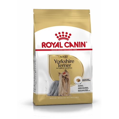 Yorkshire Terrier Adult