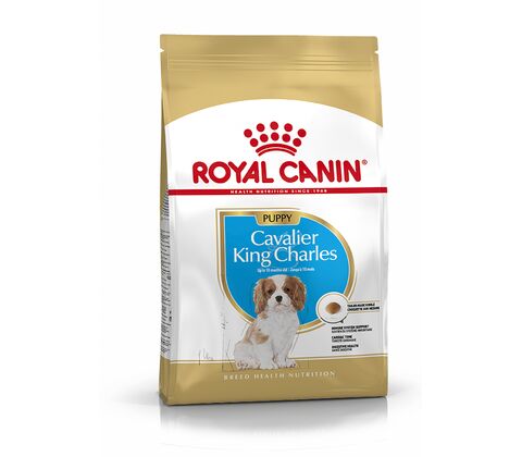 Cavalier King Charles Junior