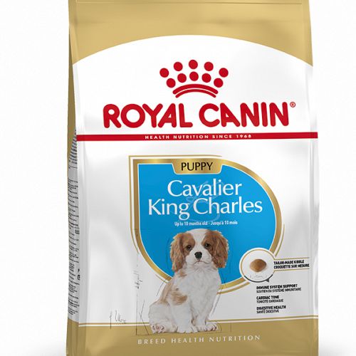 Cavalier King Charles Junior