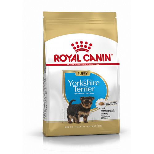 Yorkshire Terrier puppy
