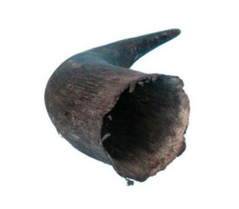 Buffalo horn