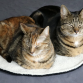 D&D CAT - MAEVE Tæppe Ø50 cm. Sort/Beige