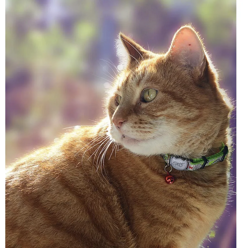 Rogz Reflectocat Halsband S Lime 11mm