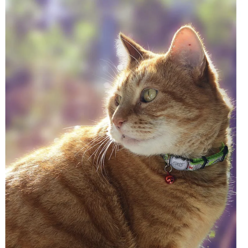 Rogz Reflectocat Halsband S Lime 11mm