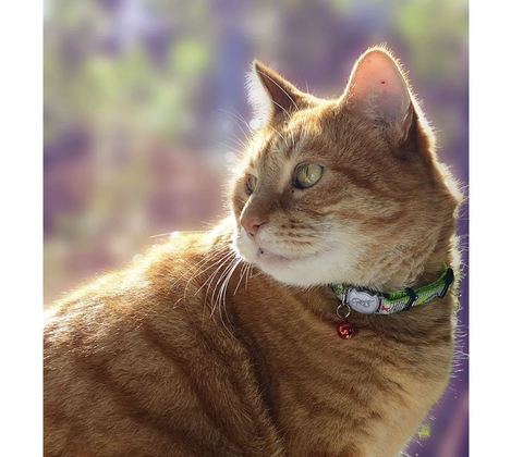 Rogz Reflectocat Halsband S Lime 11mm