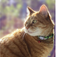 Rogz Reflectocat Halsband S Lime 11mm
