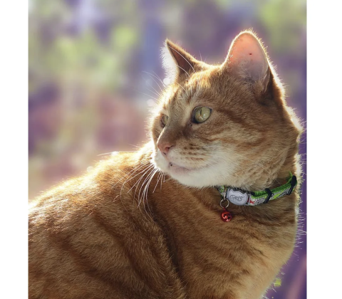 Rogz Reflectocat Halsband S Lime 11mm