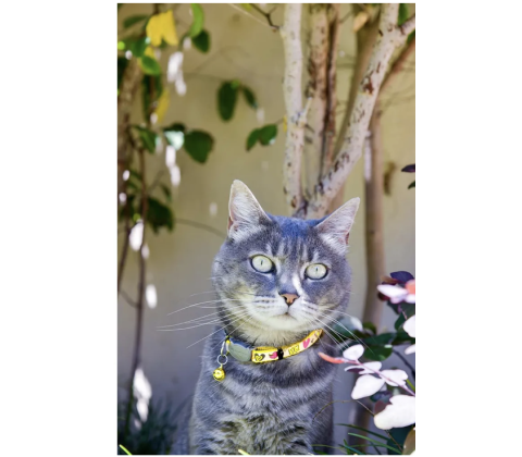 Rogz Reflectocat Halsband S Gul 11mm 20-31cm 