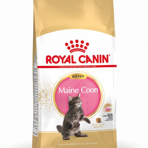 Kitten Maine Coon