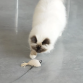 D&D CAT Kattelegetøj JOY Beige