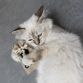 D&D CAT I Love HappyCats Pouch m/catnip