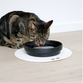 D&D CAT Keramisk Drikkeskål (L) ACE Ø20 cm. Sort