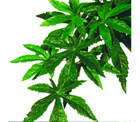 ABULITON SMALL PLAST EXOTERRA