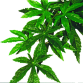 Abutilon Large plastplante Exoterra 