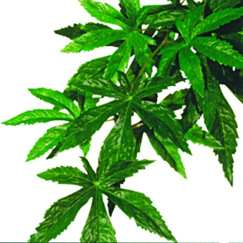 ABULITON SMALL PLAST EXOTERRA