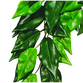 Ficus Large Plast Exoterra