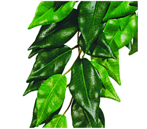 Ficus Large Plast Exoterra