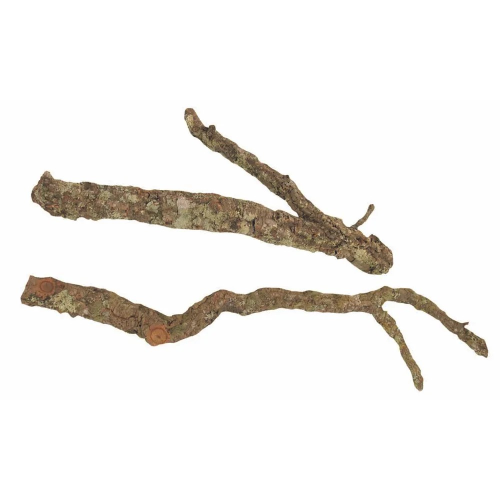 Cork Tronchos op til 60cm