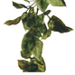 Amapallo L Plast Exoterra