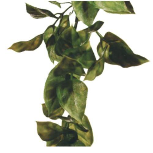 Amapallo L Plast Exoterra