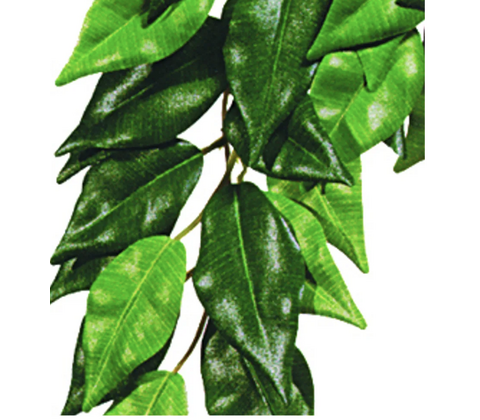 FICUS M PLASTEXOTERRA