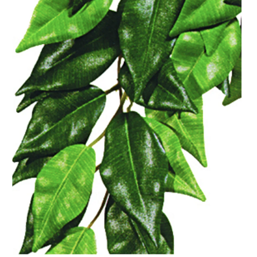 FICUS M PLASTEXOTERRA