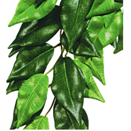 FICUS M PLASTEXOTERRA
