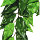 FICUS M PLASTEXOTERRA