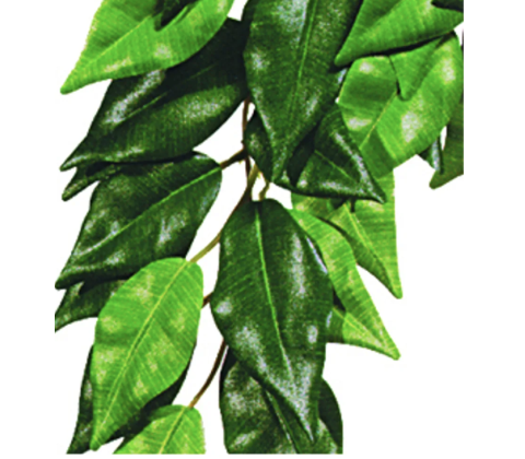 FICUS M PLASTEXOTERRA