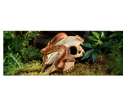 ExoTerra Bøffel kranie, L 24x14x9 cm
