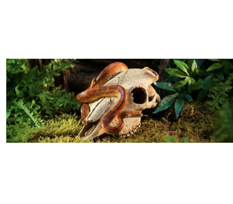 ExoTerra Bøffel kranie, L 24x14x9 cm