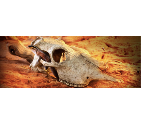 ExoTerra Bøffel kranie, L 24x14x9 cm