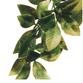 Plastplante Mandarin, str. Small