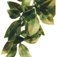 Plastplante Mandarin, str. medium