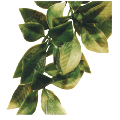 Plastplante Mandarin, str. medium