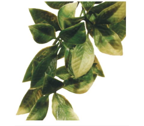 Plastplante Mandarin, str. medium