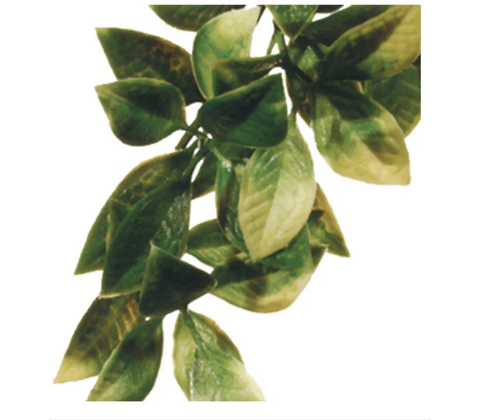 Plastplante Mandarin, str. medium