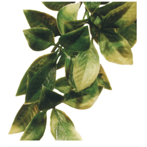 Plastplante Mandarin, str. medium