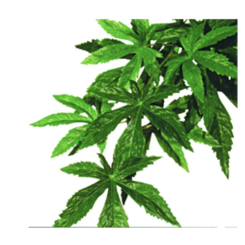 Plastplante Abutilon str. medium