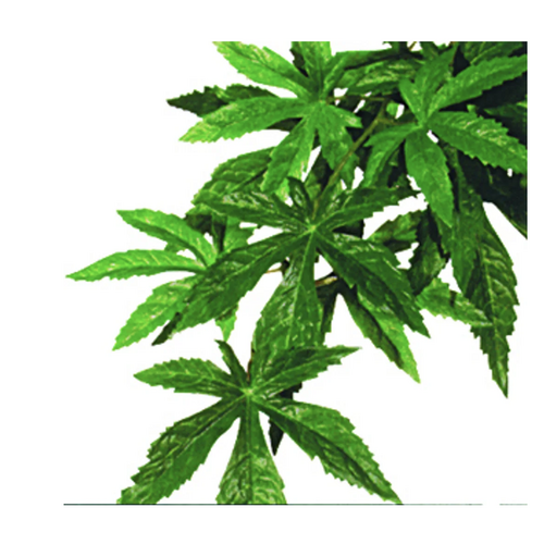 Plastplante Abutilon str. medium