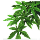 Plastplante Abutilon str. medium