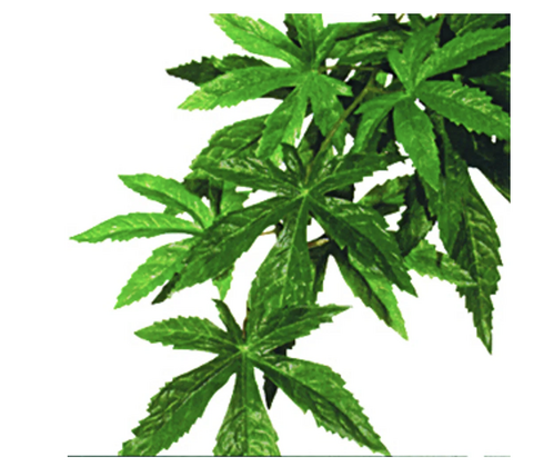 Plastplante Abutilon str. medium