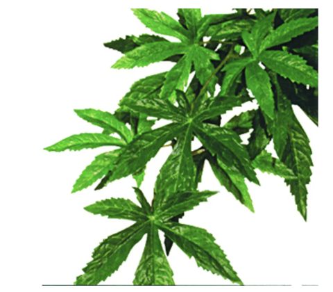 Plastplante Abutilon str. medium