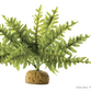 ExoTerra Boston Fern S 