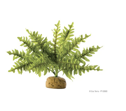 ExoTerra Boston Fern S 